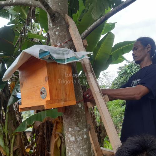 Content to image for jual bibit lebah madu apis mellifera