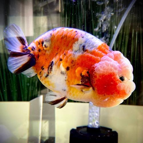 Jual ikan koki ranchu Calico PW panca warna buffalo grade A kualitas ...