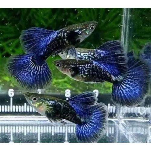 Memahami Tren dan Peluang Bisnis Jual Ikan Guppy Online: Panduan Lengkap dari Pemula hingga Ahli