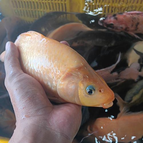 Jual ikan Mas hidup - 500 g - Jakarta Selatan - Ikan Segar UD Bersama