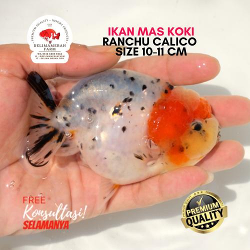Jual MAS KOKI RANCHU CALICO BLUE BASE SIZE 9-10 CM PREMIUM QUALITY ...