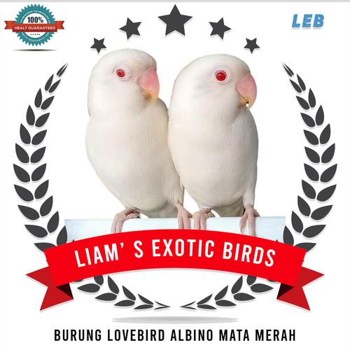 RED EYE Love Birds (Finch bird price in pakistan (Jual Burung