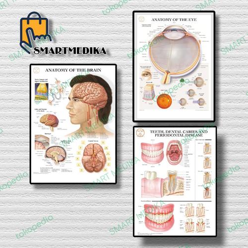 Jual CHART ANATOMY TUBUH / POSTER ANATOMY TUBUH MANUSIA / POSTER MEDIS ... Biology Diagrams