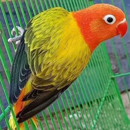 Jual burung love bird biola euwing gold lovebird biola wing banyak