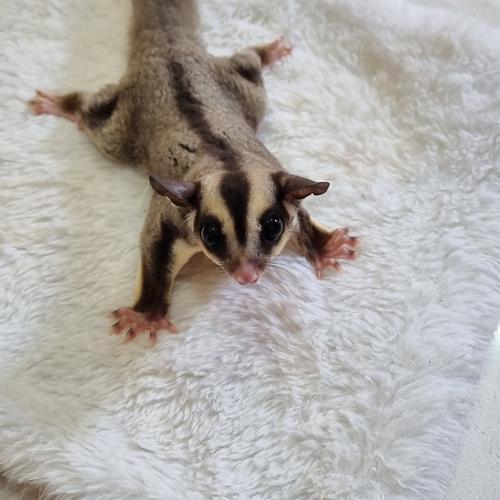 Jual Sugar Glider Joy Grey Betina Umur 6 Bulan Jinak Kota Tangerang