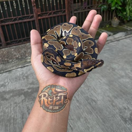 lesser poss yellow belly asphalt female ball python by... Jual Poss Yellow Belly Ball Pyhton (Female) - Kota Tangerang Selatan ...