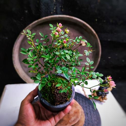 Jual Bonsai Mini Fairy Rose Japan plus pot bonsai random Siap Pajang ...