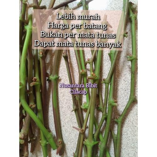 Jual 3 matun entres anggur impor valid manis siap grafting enres fresh ...