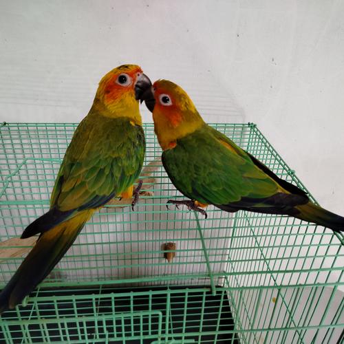 Jual sunconure 2,5 bulan lolohan Sleman Itokparrot