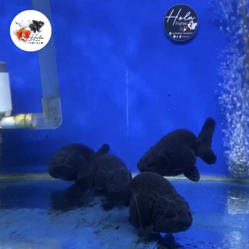 Jual RANCHU HITAM RANCHU BLACK SOLID GOLDFISH / IKAN MAS KOKI ORANDA ...