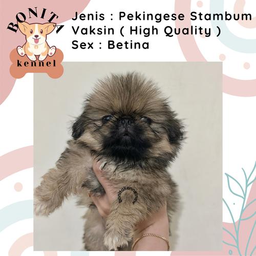 Jual Pekingese White Stambum Jantan Betina Anak Anjing Peking