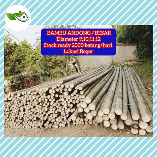 Jual BAMBU ANDONG GRATIS ONGKIR/BAMBU JUMBO/BAMBU TIANG/BAMBU BESAR ...