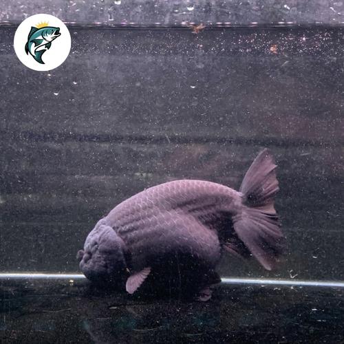 Jual Black Ranchu / Black Ranchu Solid / Ranchu Black/ Ikan Mas Black ...