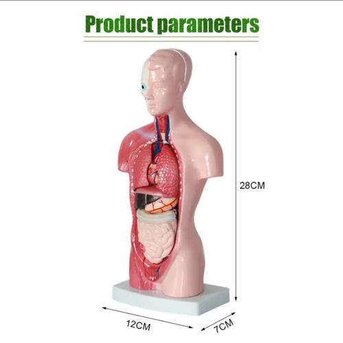 Half Body Model Science Jual Half Body Anatomy Model of the Male and Female Human Body / Model ...