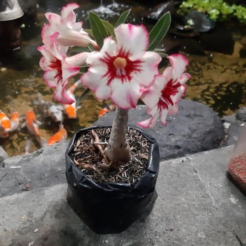 Jual Adenium grafting size Kim Ngan size B - Jakarta Timur - mommy Jou ...