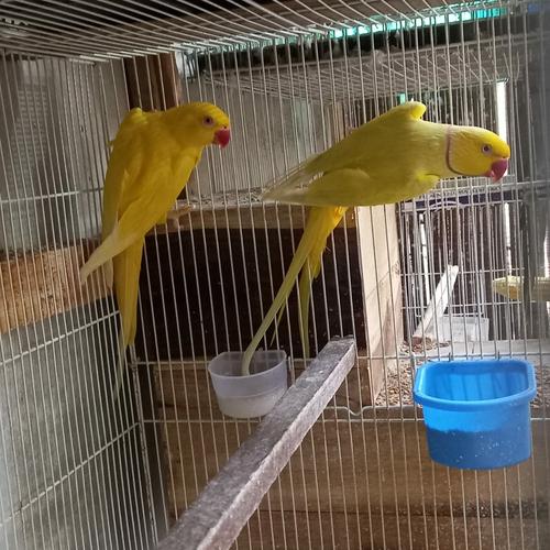 Jual indian ring neck parrot pasangan induk Sleman