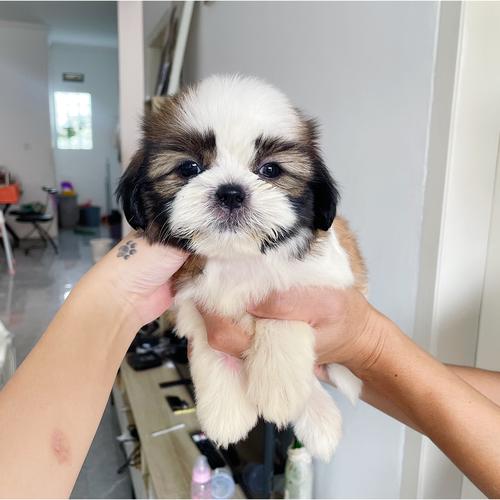 Jual Jual anjing shitzuuuuuuuuuuuu Kota Tangerang Woofshop