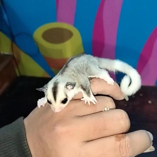 Jual sugar glider Joey mozaik het cream dan grey Kota Medan