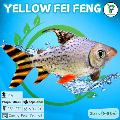 Jual Ikan YFF Yellow Feifeng / American Flag Tail - Tankmate Predator ...