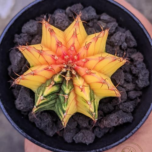 Jual Kaktus/Cactus Gymno Lb hybrid varigata [001] - Kota Bandar Lampung ...