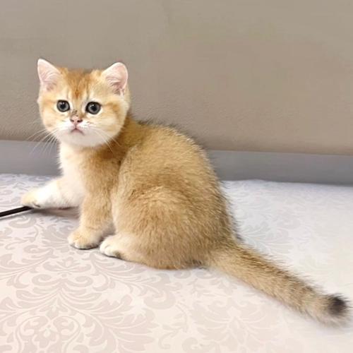 Shorthair Kittens Harga Golden British Shorthair Jual Kucing British