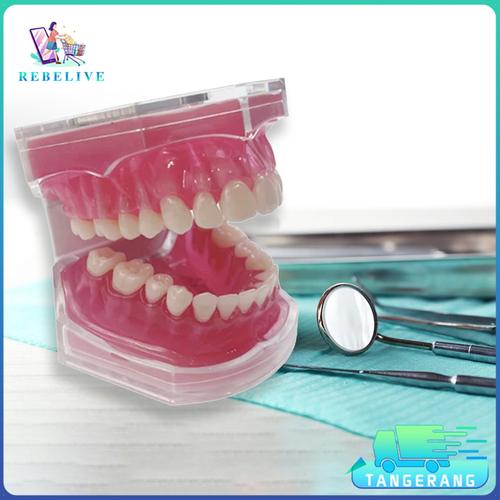 Jual Dental Model Study Gigi Edukasi Gigi Teeth Bisa Di Lepas Pasang ...