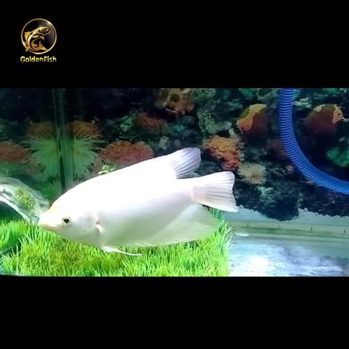 Ikan Rff Jual ikan hias gurame Padang /kalkoi putih - Kab. Bogor - A_A ...