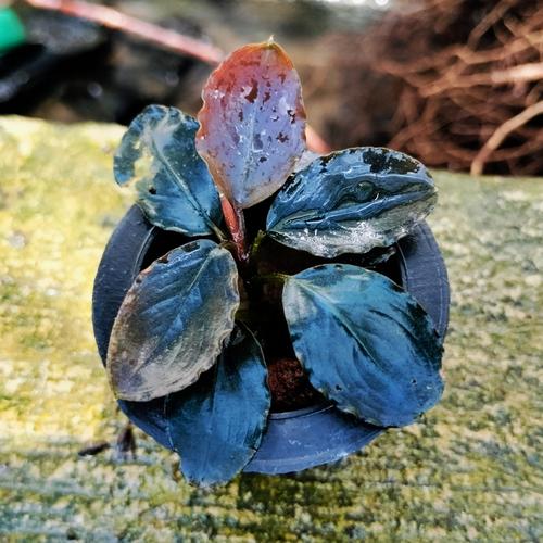 Jual bucephalandra super blue nanga pinoh - Kab. Boyolali - Gubuk