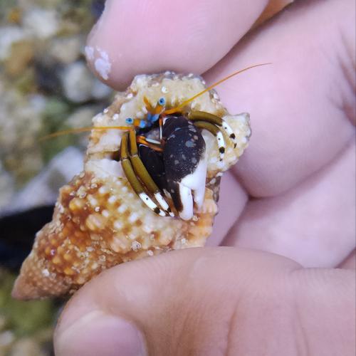 Jual white leg hermit crab cleaning crew kelomang aquarium laut