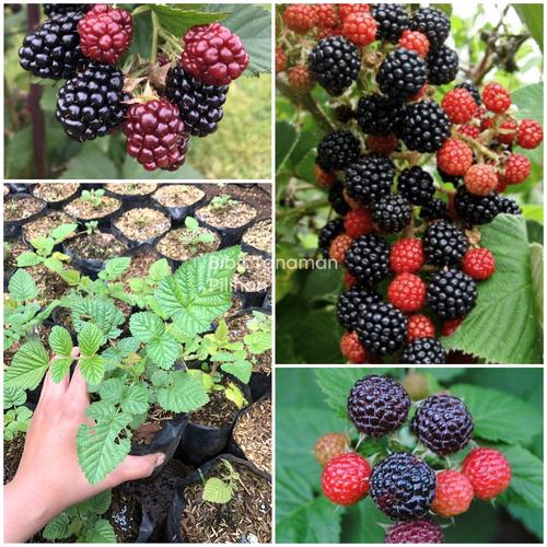 Jual Bibit buah black raspberry import rasberi hitam tanaman mysore ...