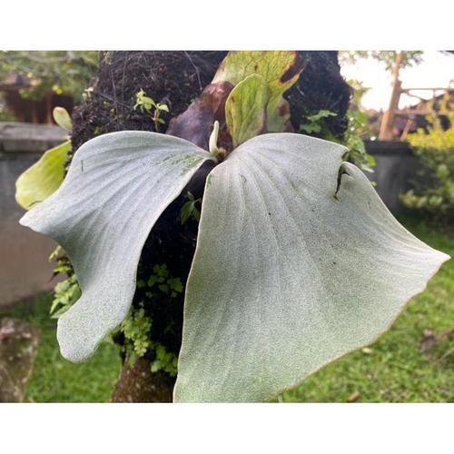 P.willinckii sailor saturn oc Sailor Saturn As A Steampunk Witch