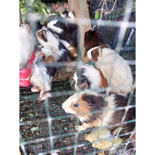 Jual Marmut Marmut Lokal- Anak Marmut Hidup Kota Administrasi