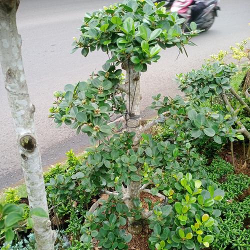 Promo bonsai dolar korea Kota Tangerang Selatan Ipva jaya florist