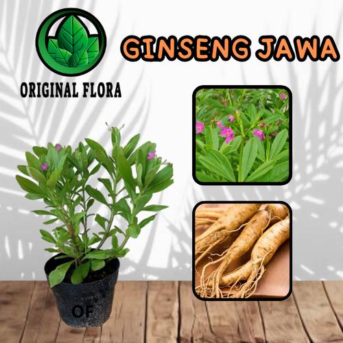 Jual Tanaman Ginseng Jawa Talinun Paniculatum Som Jawa Tanaman Herbal ...