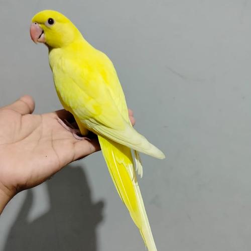 Jual Indian ring neck lutino jinak Sleman Itokparrot