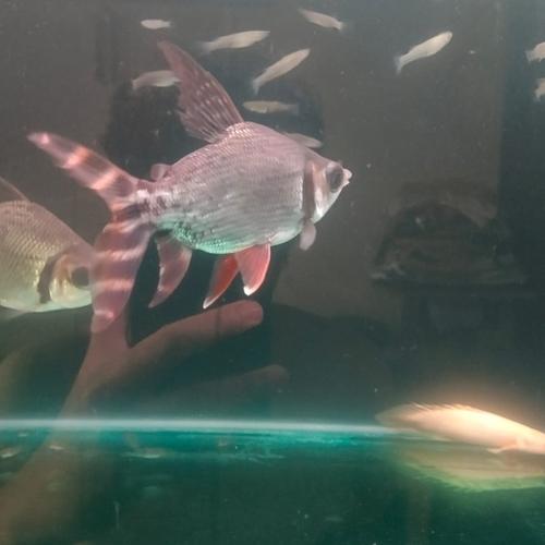 Ikan Rff Jual ikan red feifeng flagtail - Jakarta Selatan - sick fishkeepers ...