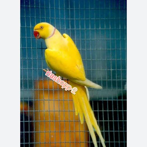 Jual burung Indian ring neck IRN yellow dewasa siap ternak Kota