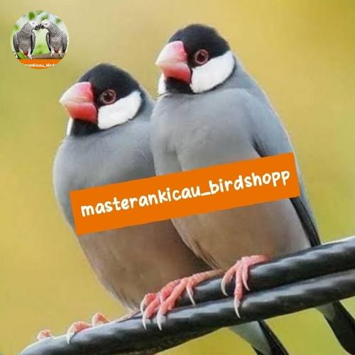 Jual burung gelatik belong sepasang dewasa mewah mempesona siap