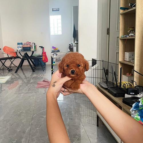 Jual Red poodle teacup male Jakarta Barat Tokopedia