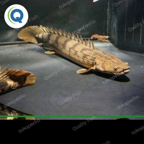 Jual ikan palmas endlicheri Kota Depok Quality Fish Tokopedia