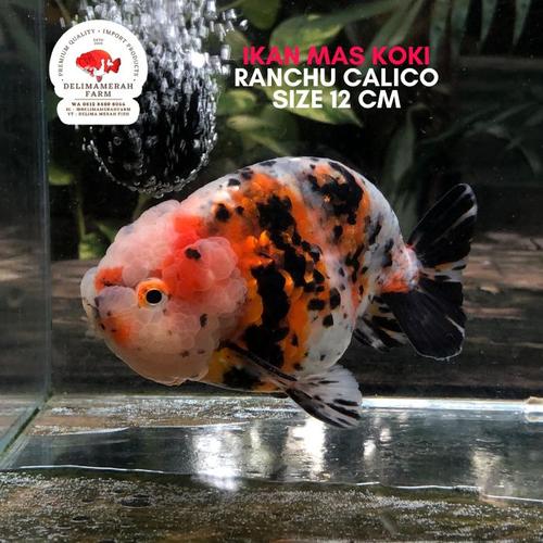 Jual MAS KOKI RANCHU CALICO BLUE BASE SIZE 9-10 CM PREMIUM QUALITY ...
