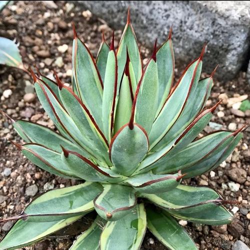 Promo Agave burnt burgundy variegata marginata - Kota Batu - Ninja 