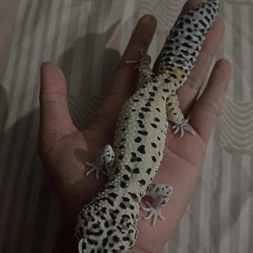 Leopard Raptor Jual leopard gecko Reverse Stripe Raptor - Jakarta Pusat - Galaxy ...