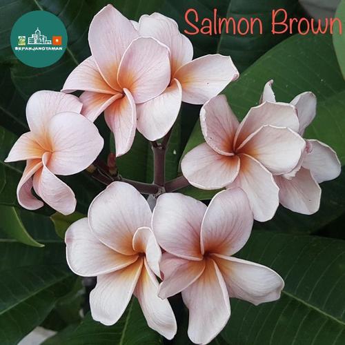 Musk Rainbow George Brown Plumeria Plant, Grafted Plant, 12 Inches Tall, Hawaiian Lei Flower, Fragrant Plant - Italia - Foto 3