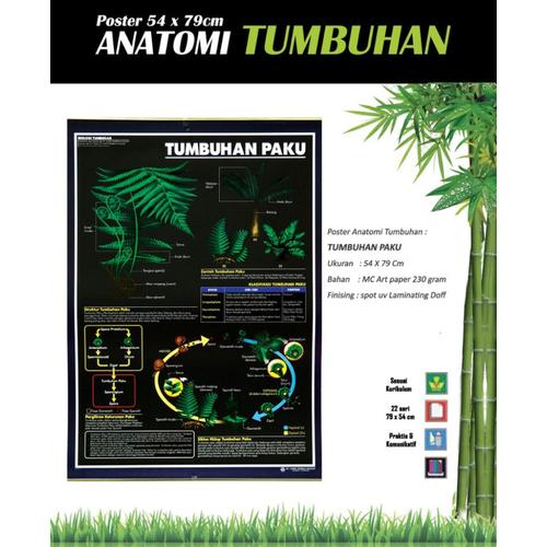 Jual Poster Anatomi Tumbuhan (Tumbuhan Paku) - Jakarta Selatan - Sarana