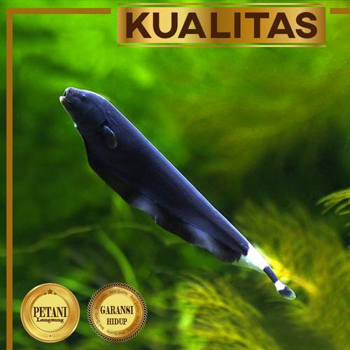 Jual Black Ghost Ikan Hias Bulu Ayam Aquascape Hiasan Aquarium Tanaman ...