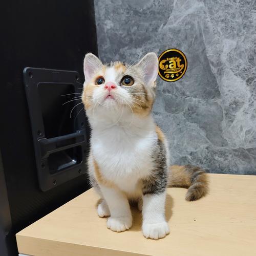 British Shorthair Craigslist Munchkin Cat Blue Kittens For Sale On