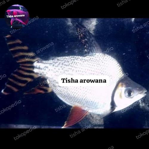 Ikan Rff Jual ikan rff short body king ikan tankmate arowana RFF king sb grade A ...