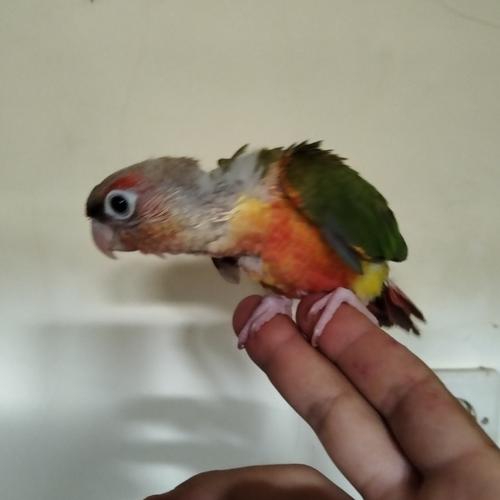 Jual Burung Pineapple Conure Jinak Kota Tangerang Jaya Parrot