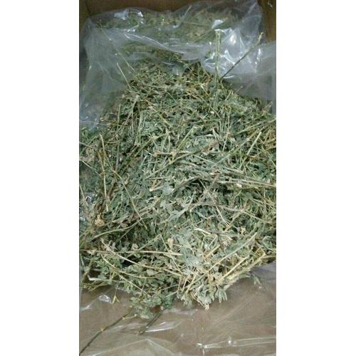 Risiko Pemberian Rumput Alfalfa yang Berlebihan